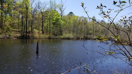 Waterfront Property in Webster County, Georgia
