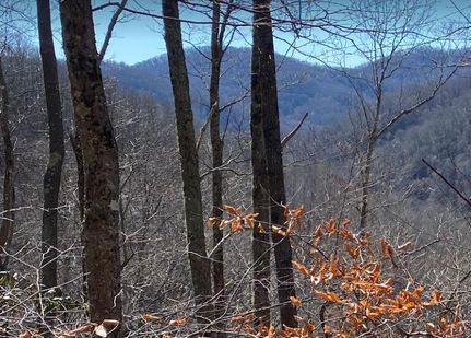 Timberland Property in Graham County, North Carolina