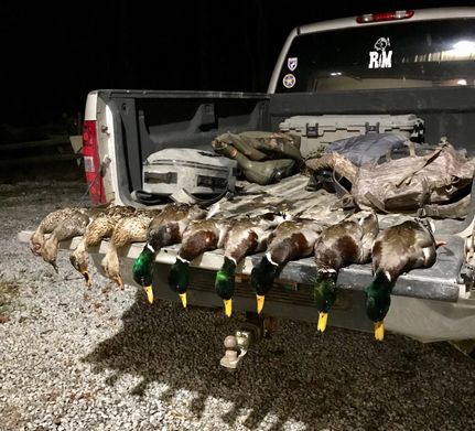Timberland Property in Saline County, Illinois