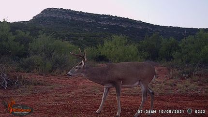 Property in Coke County, Texas