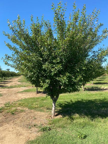 Farm Property for sale in Tehama County, California