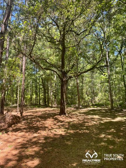 Timberland Property in Jasper County, South Carolina