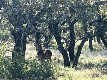 Ranch Property in Menard County, Texas