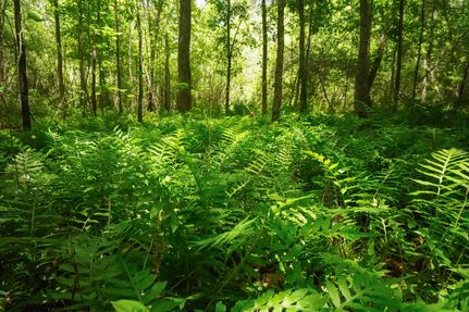 Farm Property in Nacogdoches County, Texas