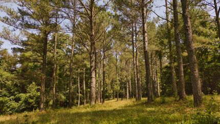 Undeveloped Land in Tallahatchie County, Mississippi