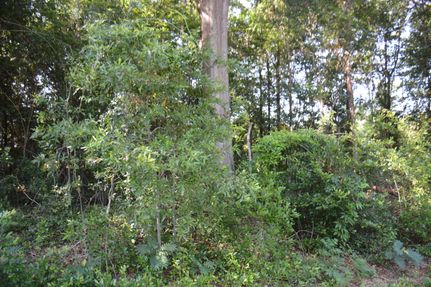 Undeveloped Land in Coffee County, Alabama