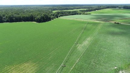 Undeveloped Land in Screven County, Georgia