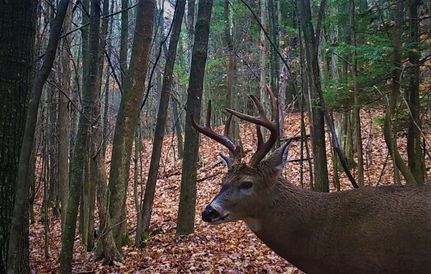 Residential Property in Steuben County, New York