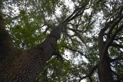 Timberland Property in Levy County, Florida