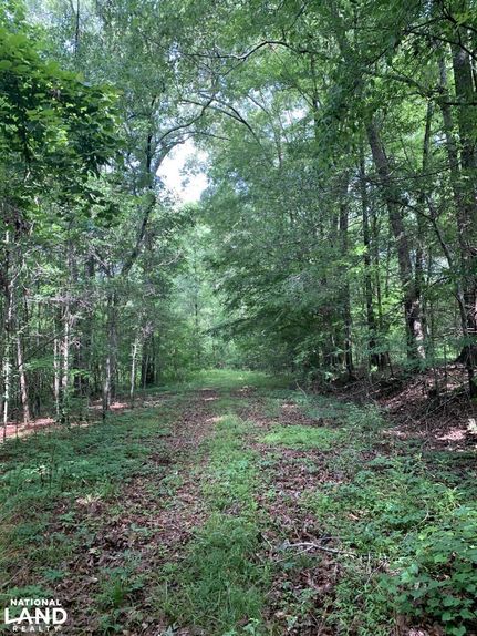 Undeveloped Land in Adams County, Mississippi