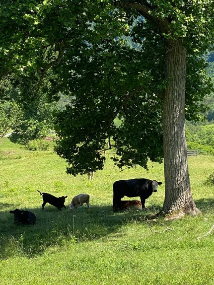 Ranch Property in Hawkins County, Tennessee