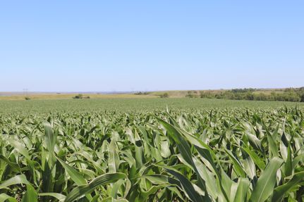 Undeveloped Land in Mercer County, North Dakota