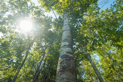 Property in Shelby County, Texas