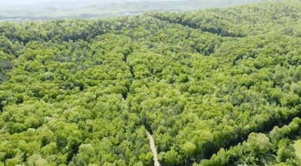 Timberland Property in Shelby County, Alabama