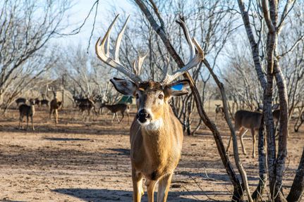 Recreational Property in Dewitt County, Texas