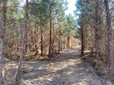 Farm Property in Williamsburg County, South Carolina