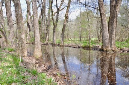 Timberland Property in Titus County, Texas