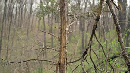 Timberland Property in Johnson County, Missouri