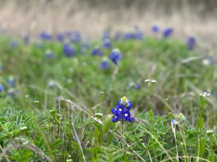 Property in Bosque County, Texas