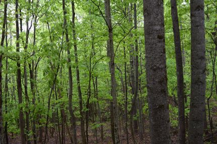 Ranch Property in Claiborne County, Tennessee