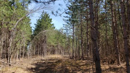 Timberland Property in Juneau County, Wisconsin