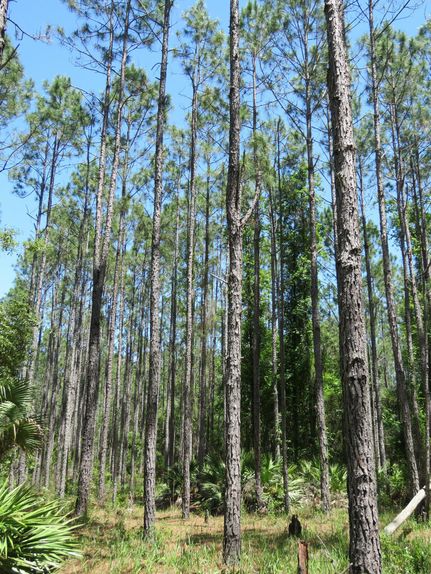 Property in Putnam County, Florida