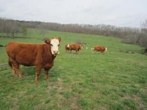 Ranch Property in Shannon County, Missouri
