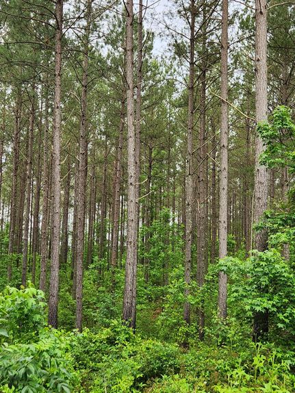 Timberland Property in Cleburne County, Alabama