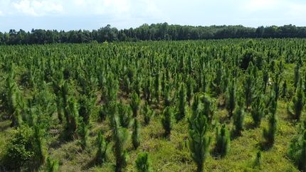 Ranch Property in Marlboro County, South Carolina