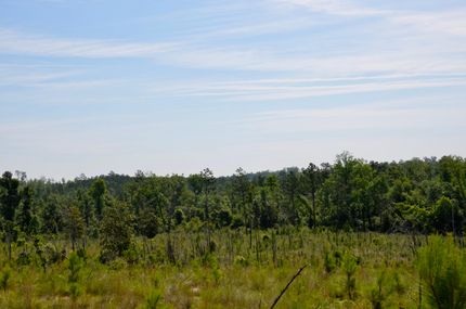 Timberland Property in Gadsden County, Florida