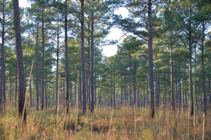 Recreational Property in Georgetown County, South Carolina