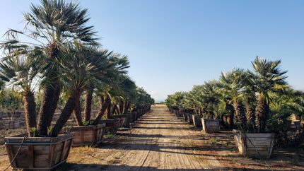 Farm Property in Fresno County, California