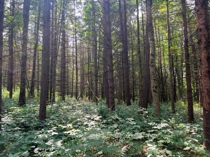 Ranch Property in Chenango County, New York