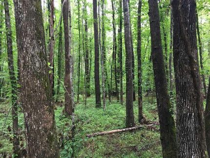 Residential Property in Monroe County, Mississippi