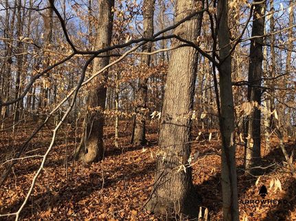 Timberland Property in Gallia County, Ohio