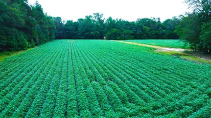 Ranch Property in Dorchester County, South Carolina