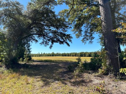 Timberland Property in Williamsburg County, South Carolina
