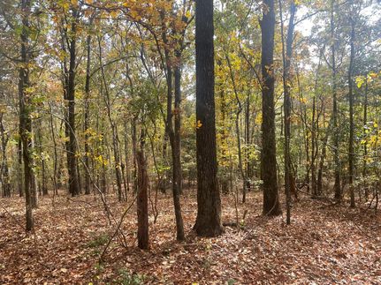 Timberland Property in Marion County, Alabama