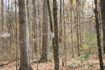 Farm Property in Ouachita Parish, Louisiana