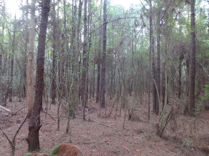 Recreational Property in Walthall County, Mississippi