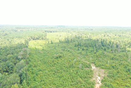Undeveloped Land in Pike County, Mississippi