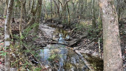 Undeveloped Land in George County, Mississippi