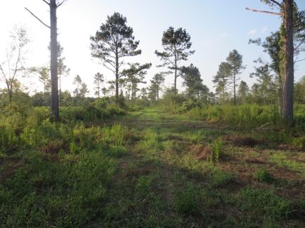 Farm Property in Walthall County, Mississippi