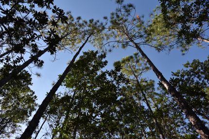 Property in Volusia County, Florida