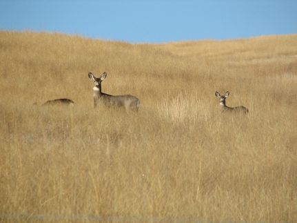 Undeveloped Land for sale in Costilla County, Colorado