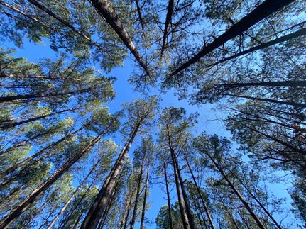 Timberland Property in Lafayette County, Mississippi