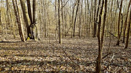 Farm Property in Holmes County, Mississippi