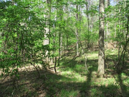 Timberland Property in Itawamba County, Mississippi