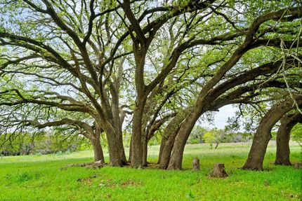 Timberland Property in Erath County, Texas