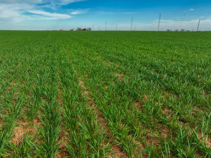 Farm Property in Knox County, Texas